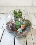 療癒款多肉玻璃圓缸造景Succulents in Fishbowl